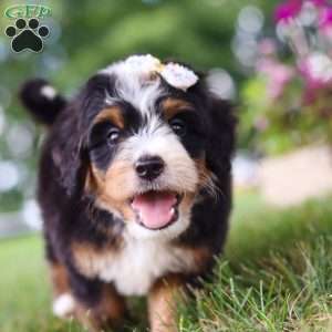 Hey There Delilah, Mini Bernedoodle Puppy